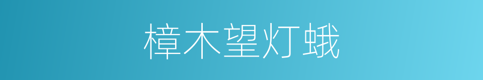 樟木望灯蛾的同义词