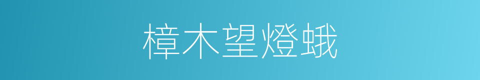 樟木望燈蛾的同義詞