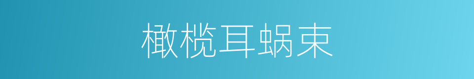 橄榄耳蜗束的同义词