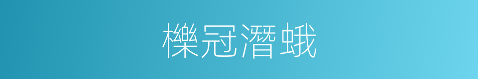 櫟冠潛蛾的同義詞