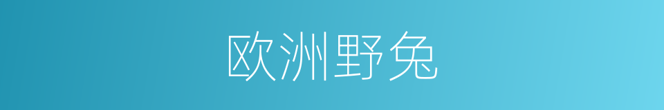 欧洲野兔的同义词