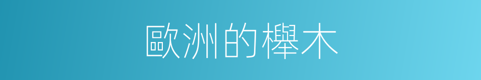 歐洲的櫸木的同義詞