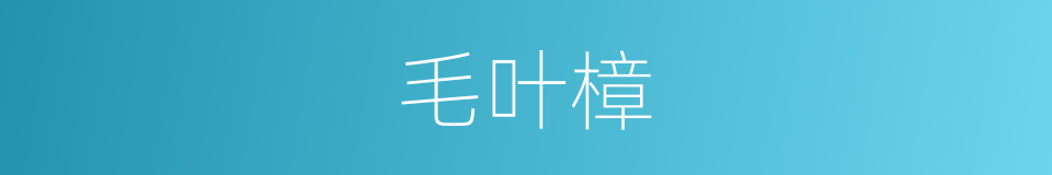 毛叶樟的同义词