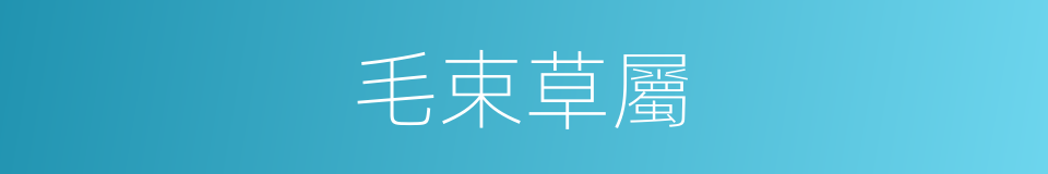 毛束草屬的同義詞