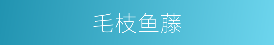 毛枝鱼藤的同义词