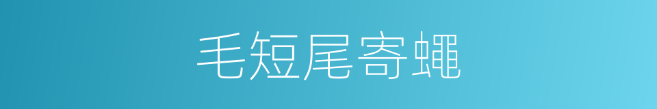 毛短尾寄蠅的同義詞