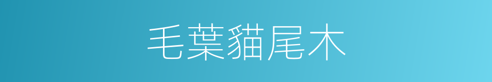 毛葉貓尾木的同義詞