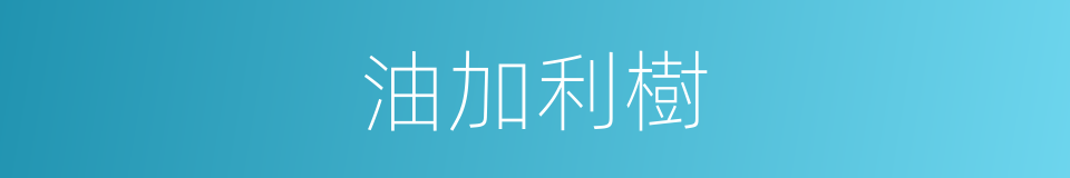 油加利樹的同義詞