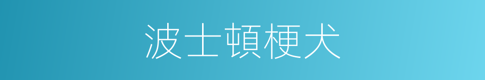 波士頓梗犬的同義詞