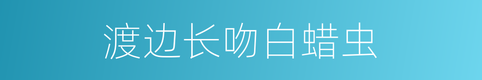 渡边长吻白蜡虫的同义词