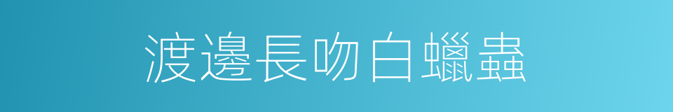 渡邊長吻白蠟蟲的同義詞