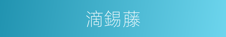 滴錫藤的同義詞