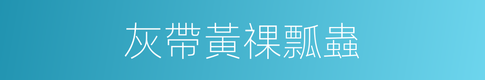 灰帶黃祼瓢蟲的同義詞