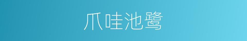 爪哇池鹭的同义词