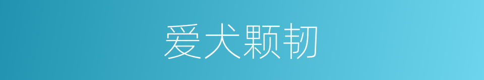 爱犬颗韧的同义词