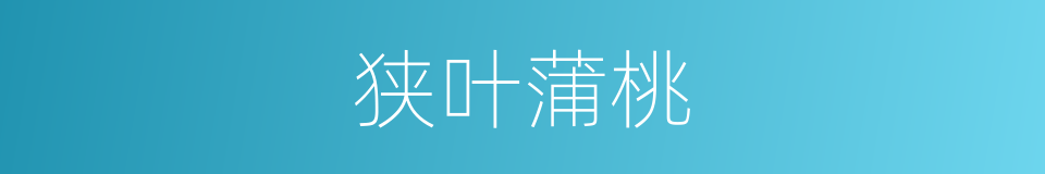 狭叶蒲桃的同义词