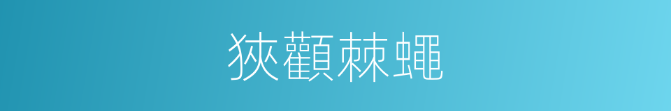 狹顴棘蠅的同義詞