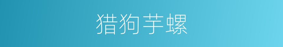 猎狗芋螺的同义词