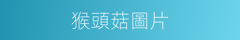 猴頭菇圖片的同義詞