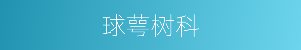 球萼树科的同义词