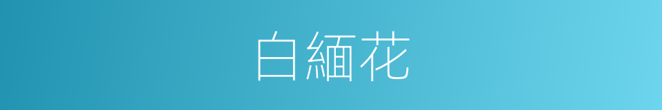 白緬花的同義詞