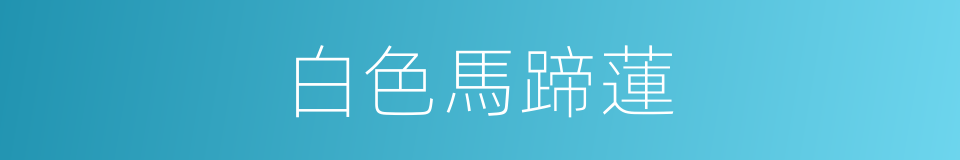 白色馬蹄蓮的同義詞