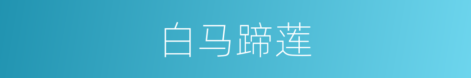 白马蹄莲的同义词