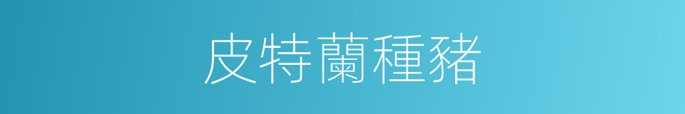 皮特蘭種豬的同義詞