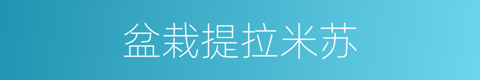 盆栽提拉米苏的同义词