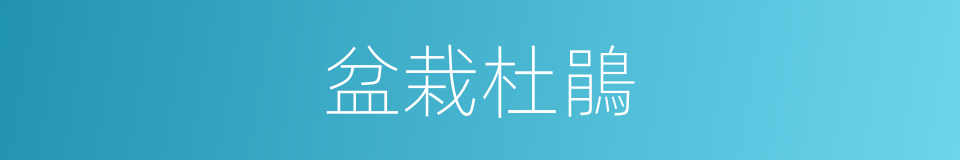 盆栽杜鵑的同義詞