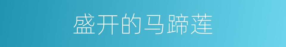 盛开的马蹄莲的同义词