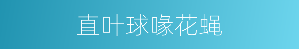 直叶球喙花蝇的同义词
