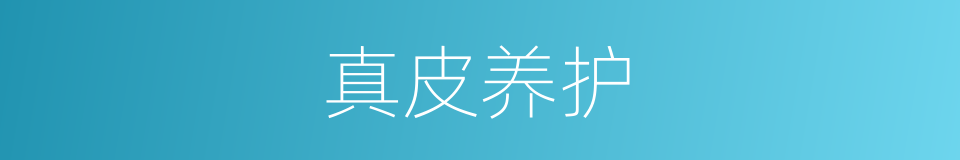真皮养护的同义词