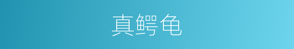 真鳄龟的同义词