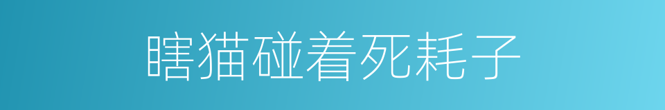 瞎猫碰着死耗子的同义词