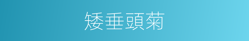 矮垂頭菊的同義詞