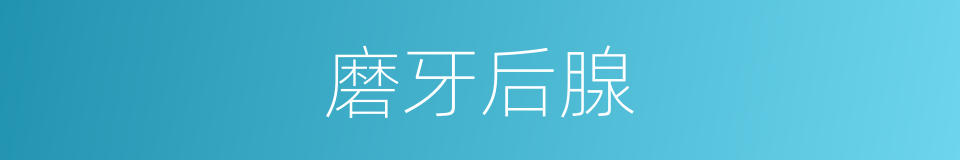 磨牙后腺的同义词