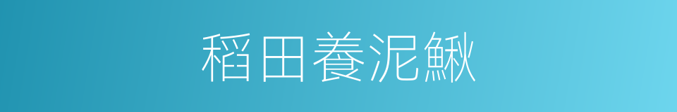 稻田養泥鰍的同義詞