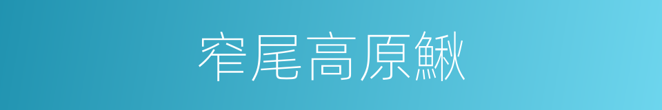窄尾高原鰍的同義詞