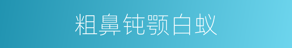 粗鼻钝颚白蚁的同义词