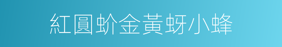 紅圓蚧金黃蚜小蜂的同義詞