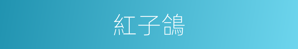 紅子鴿的同義詞