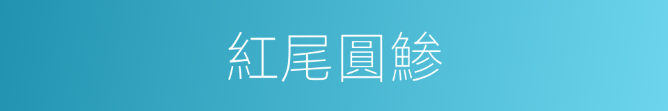 紅尾圓鯵的同義詞