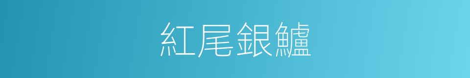 紅尾銀鱸的同義詞
