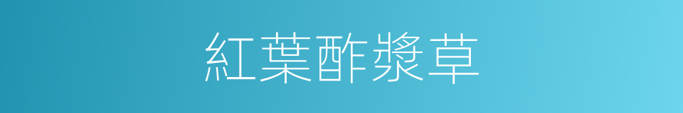 紅葉酢漿草的同義詞