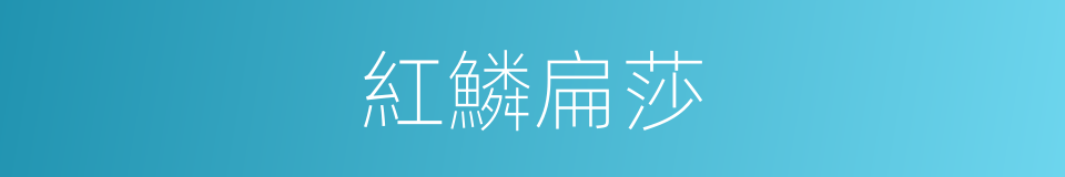 紅鱗扁莎的同義詞