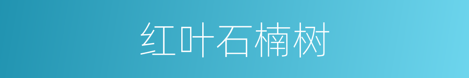 红叶石楠树的同义词