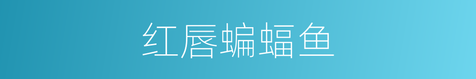红唇蝙蝠鱼的同义词