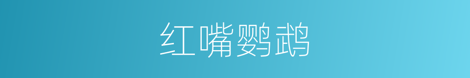 红嘴鹦鹉的同义词