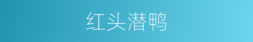 红头潜鸭的同义词